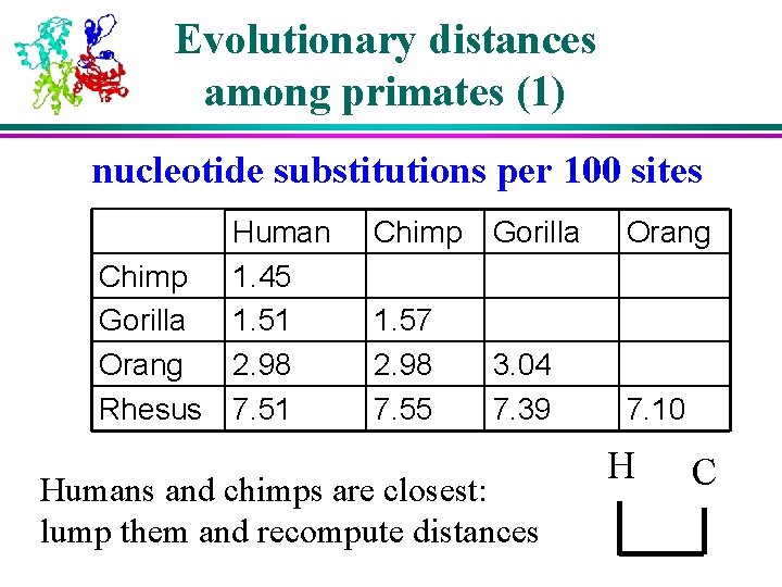 Evolutionary distances among primates (1) nucleotide substitutions per 100 sites Chimp Gorilla Orang Rhesus Evolutionary distances among primates (1) nucleotide substitutions per 100 sites Chimp Gorilla Orang Rhesus
