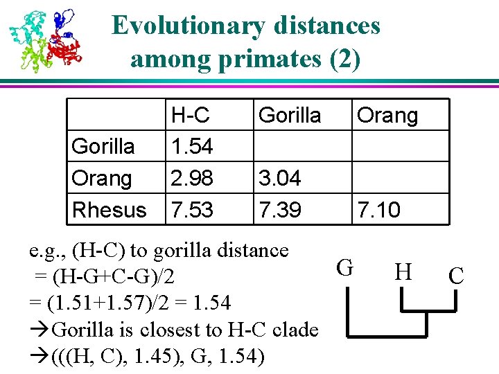 Evolutionary distances among primates (2) Gorilla Orang Rhesus H-C 1. 54 2. 98 7. Evolutionary distances among primates (2) Gorilla Orang Rhesus H-C 1. 54 2. 98 7.