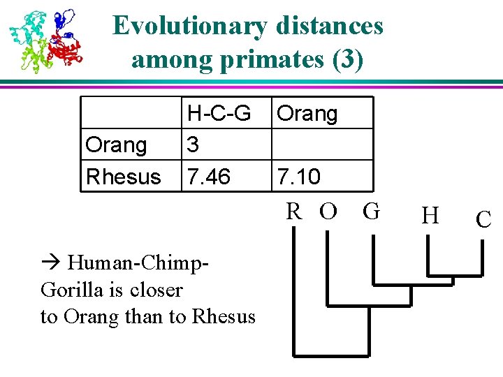 Evolutionary distances among primates (3) Orang Rhesus H-C-G 3 7. 46 Orang 7. 10 Evolutionary distances among primates (3) Orang Rhesus H-C-G 3 7. 46 Orang 7. 10