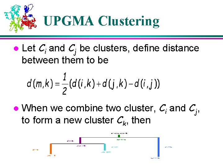 UPGMA Clustering l l Let Ci and Cj be clusters, define distance between them UPGMA Clustering l l Let Ci and Cj be clusters, define distance between them