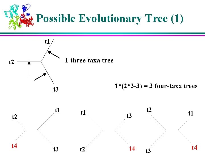 Possible Evolutionary Tree (1) t 1 1 three-taxa tree t 2 1*(2*3 -3) = Possible Evolutionary Tree (1) t 1 1 three-taxa tree t 2 1*(2*3 -3) =