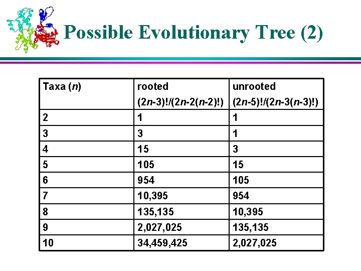 Possible Evolutionary Tree (2) Taxa (n) rooted unrooted (2 n-3)!/(2 n-2(n-2)!) (2 n-5)!/(2 n-3(n-3)!) Possible Evolutionary Tree (2) Taxa (n) rooted unrooted (2 n-3)!/(2 n-2(n-2)!) (2 n-5)!/(2 n-3(n-3)!)