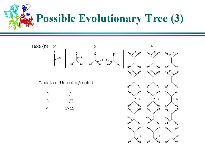Possible Evolutionary Tree (3) Taxa (n): 2 Taxa (n) 3 Unrooted/rooted 2 1/1 3 Possible Evolutionary Tree (3) Taxa (n): 2 Taxa (n) 3 Unrooted/rooted 2 1/1 3