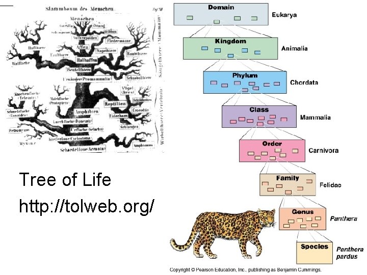 Tree of Life http: //tolweb. org/ Tree of Life http: //tolweb. org/