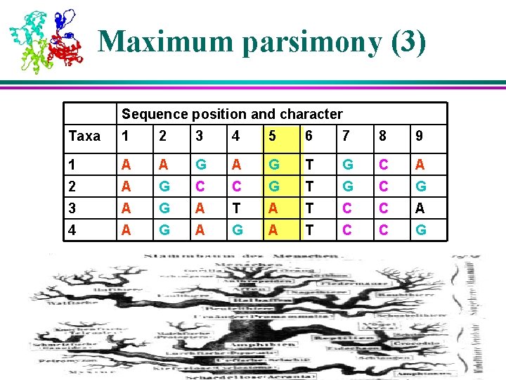 Maximum parsimony (3) Sequence position and character Taxa 1 2 3 4 5 6 Maximum parsimony (3) Sequence position and character Taxa 1 2 3 4 5 6