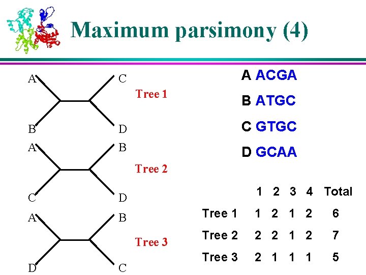 Maximum parsimony (4) A A ACGA C Tree 1 B ATGC B D C Maximum parsimony (4) A A ACGA C Tree 1 B ATGC B D C