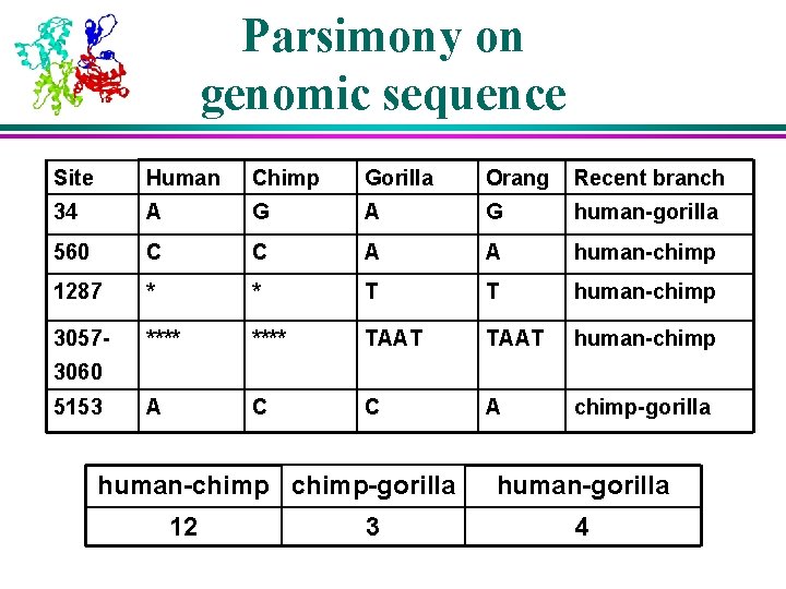 Parsimony on genomic sequence Site Human Chimp Gorilla Orang Recent branch 34 A G Parsimony on genomic sequence Site Human Chimp Gorilla Orang Recent branch 34 A G