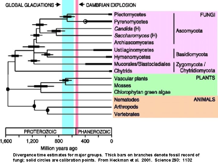 Divergence time estimates for major groups. Thick bars on branches denote fossil record of Divergence time estimates for major groups. Thick bars on branches denote fossil record of