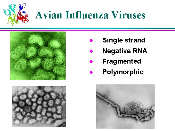 Avian Influenza Viruses l Single strand l Negative RNA l Fragmented l Polymorphic Avian Influenza Viruses l Single strand l Negative RNA l Fragmented l Polymorphic