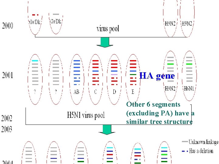HA HA gene Other 6 segments (excluding PA) have a similar tree structure HA HA gene Other 6 segments (excluding PA) have a similar tree structure