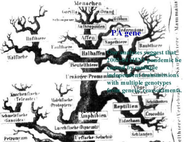 PA gene Our analyses suggest that 2003 -04 H 5 N 1 pandemic be PA gene Our analyses suggest that 2003 -04 H 5 N 1 pandemic be