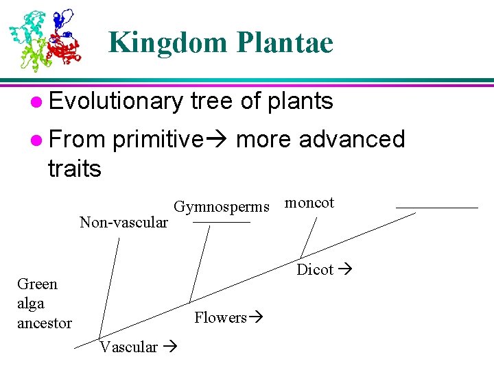 Kingdom Plantae l Evolutionary l From tree of plants primitive more advanced traits moncot Kingdom Plantae l Evolutionary l From tree of plants primitive more advanced traits moncot