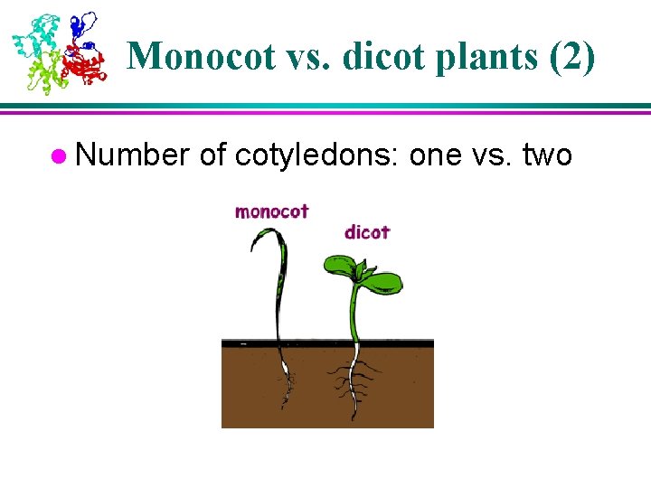 Monocot vs. dicot plants (2) l Number of cotyledons: one vs. two Monocot vs. dicot plants (2) l Number of cotyledons: one vs. two