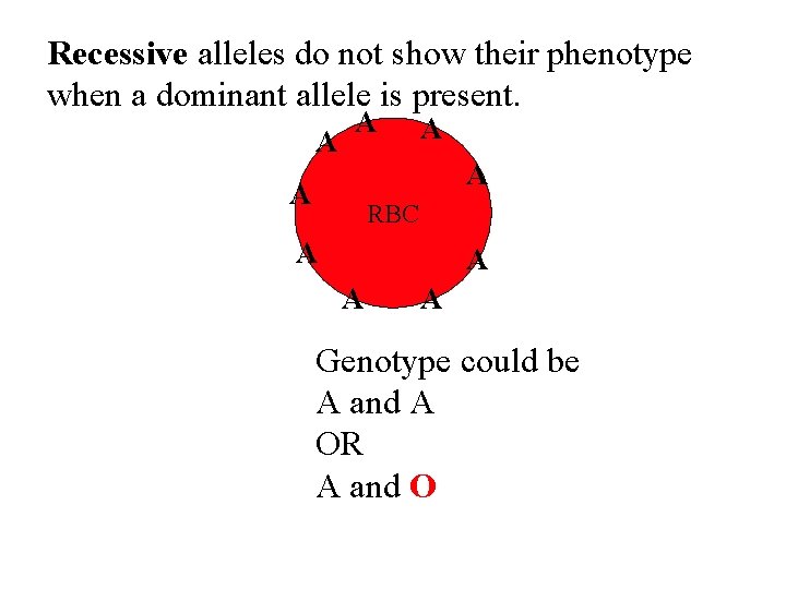 Recessive alleles do not show their phenotype when a dominant allele is present. A