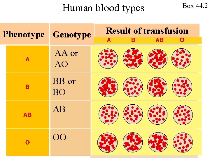 Human blood types Phenotype Genotype e AA or AO BB or BO AB OO