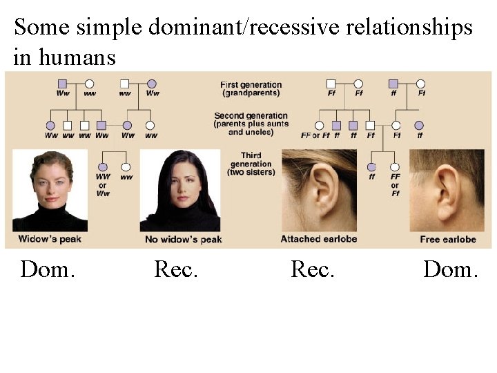 Some simple dominant/recessive relationships in humans Dom. Rec. Dom. 