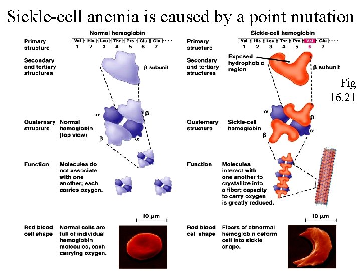 Sickle-cell anemia is caused by a point mutation Fig 16. 21 