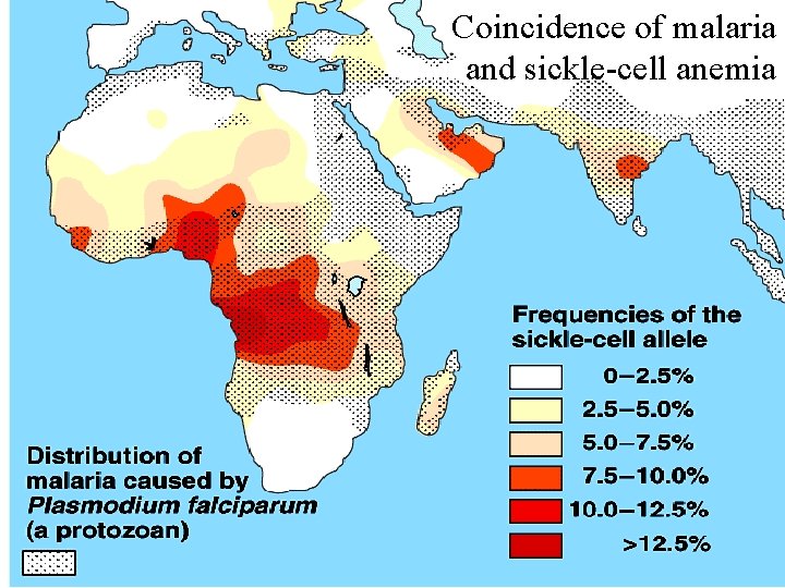 Coincidence of malaria and sickle-cell anemia 