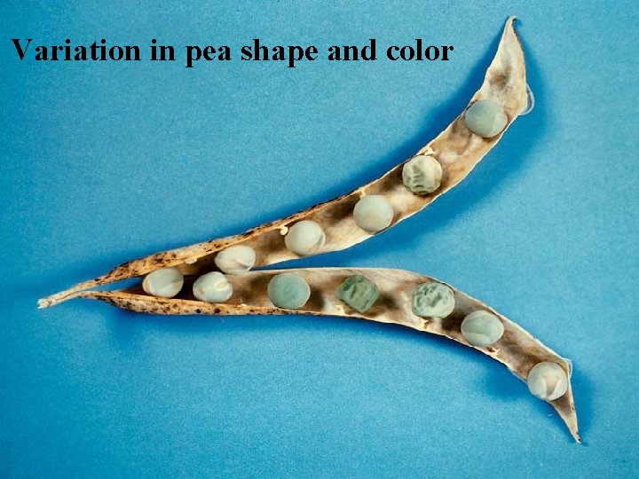 Variation in pea shape and color 