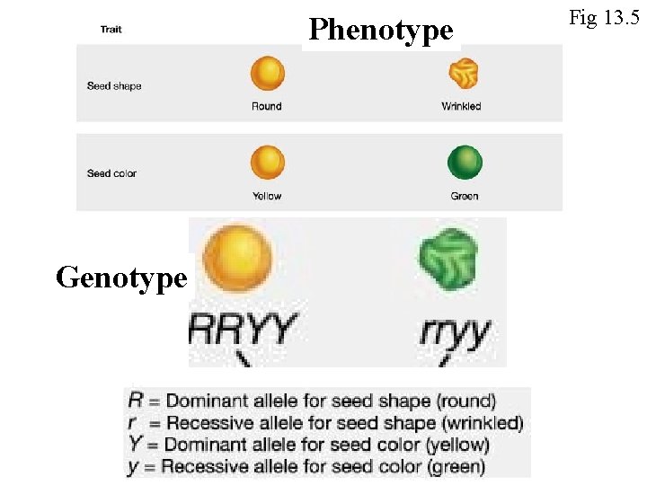 Phenotype Genotype Fig 13. 5 