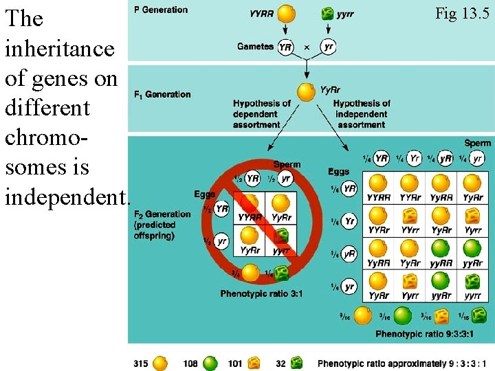 The inheritance of genes on different chromosomes is independent. Fig 13. 5 