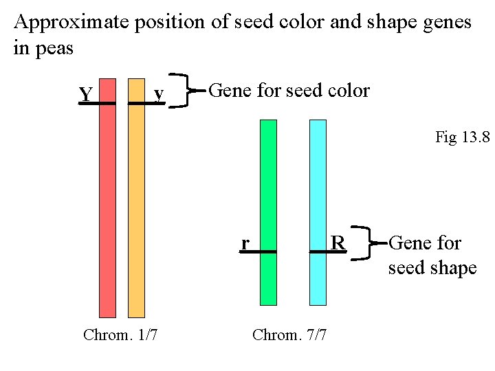 Approximate position of seed color and shape genes in peas Y y Gene for