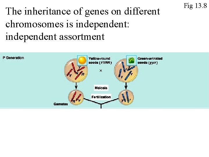 The inheritance of genes on different chromosomes is independent: independent assortment Fig 13. 8
