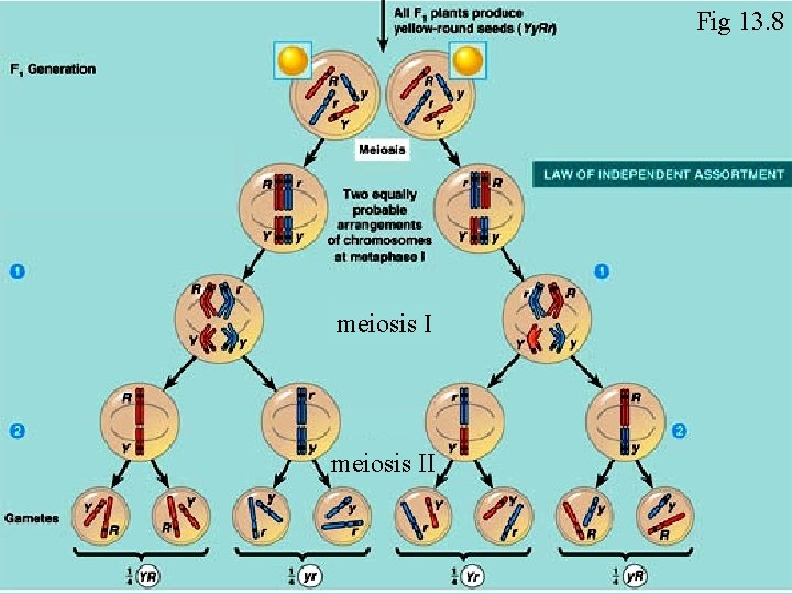 Fig 13. 8 meiosis II 