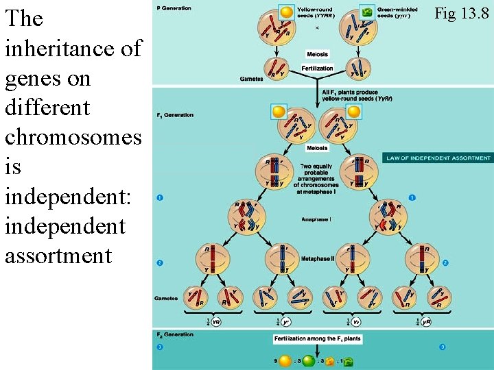 The inheritance of genes on different chromosomes is independent: independent assortment Fig 13. 8