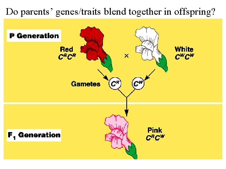 Do parents’ genes/traits blend together in offspring? 