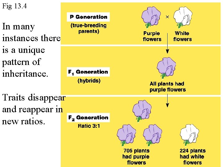 Fig 13. 4 In many instances there is a unique pattern of inheritance. Traits