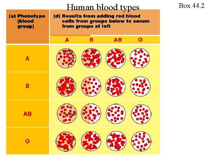 Human blood types Box 44. 2 