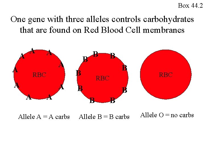 Box 44. 2 One gene with three alleles controls carbohydrates that are found on