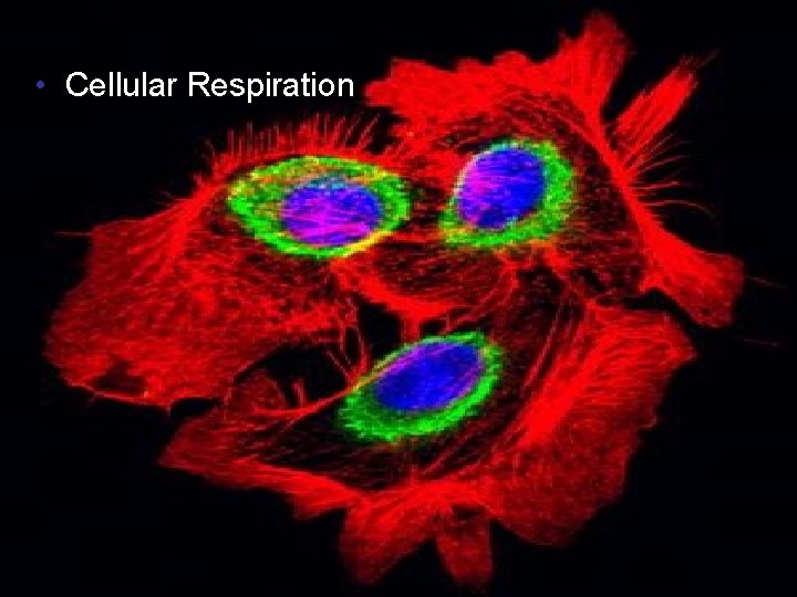  • Cellular Respiration Copyright © 2005 Pearson Education, Inc. publishing as Benjamin Cummings