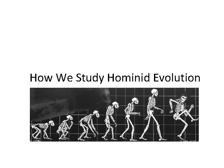 How We Study Hominid Evolution 