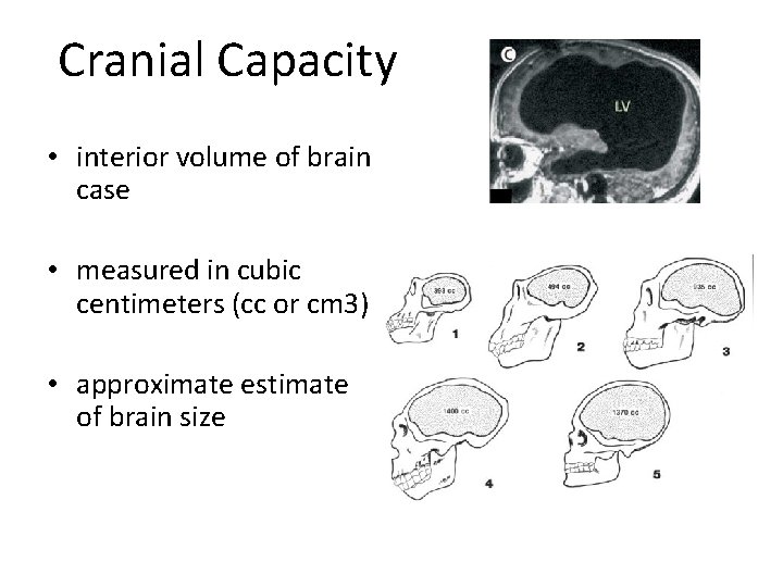 Cranial Capacity • interior volume of brain case • measured in cubic centimeters (cc