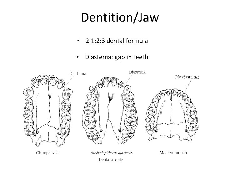 Dentition/Jaw • 2: 1: 2: 3 dental formula • Diastema: gap in teeth Figure