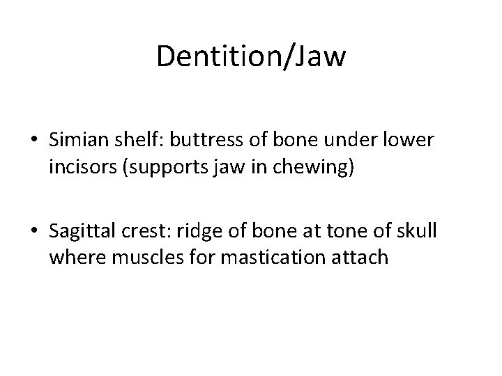 Dentition/Jaw • Simian shelf: buttress of bone under lower incisors (supports jaw in chewing)