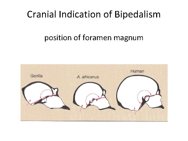 Cranial Indication of Bipedalism position of foramen magnum 