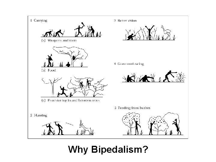 Figure 05. 27 Why Bipedalism? 