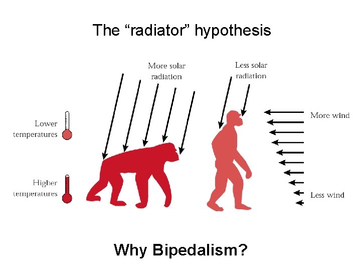 The “radiator” hypothesis Figure 11. 33 Why Bipedalism? 