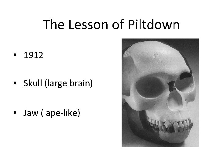 The Lesson of Piltdown • 1912 • Skull (large brain) • Jaw ( ape-like)