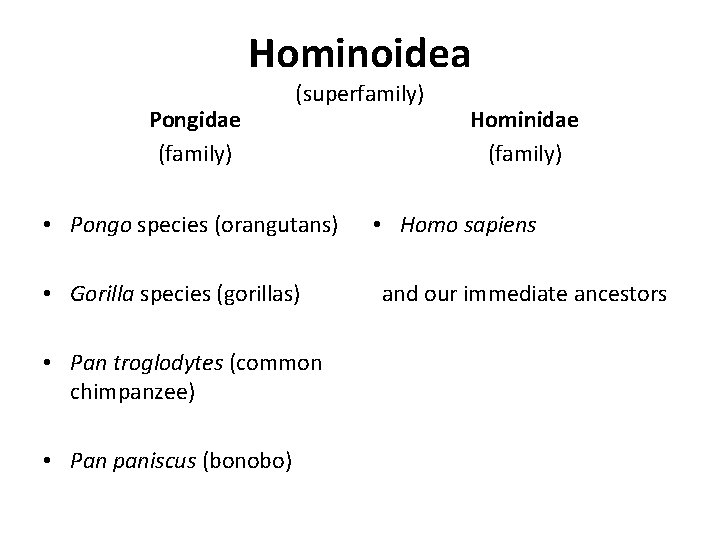 Hominoidea Pongidae (family) (superfamily) • Pongo species (orangutans) • Gorilla species (gorillas) • Pan