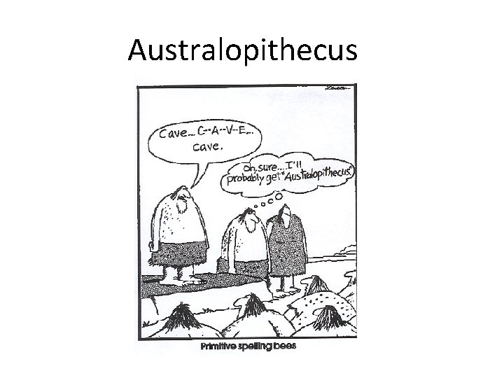 Australopithecus 