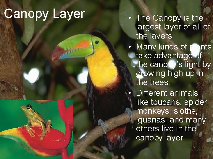 Amazing Rainforests By Shay Mc Cool and Emma