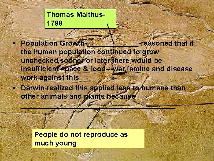 Thomas Malthus 1798 • Population Growth-_______-reasoned that if the human population continued to grow