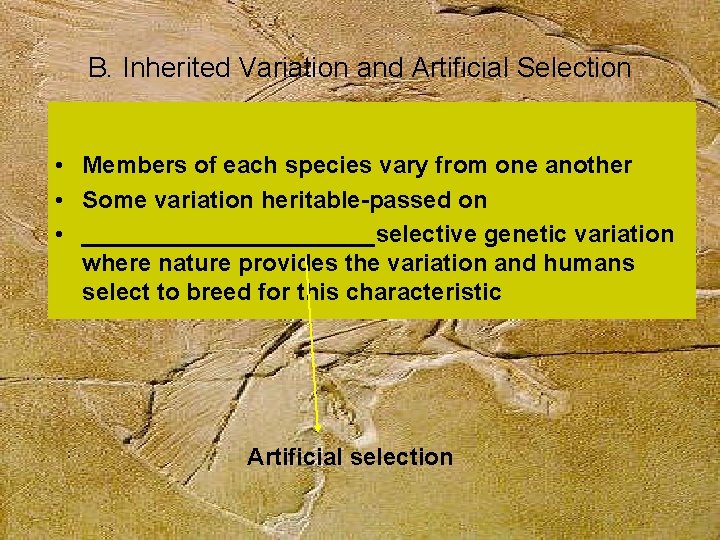 B. Inherited Variation and Artificial Selection • Members of each species vary from one