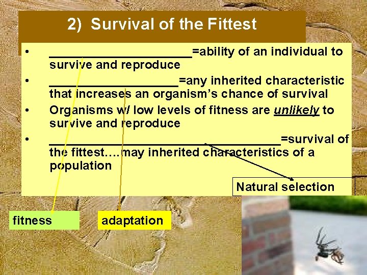 2) Survival of the Fittest • • ___________=ability of an individual to survive and