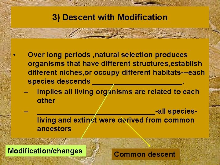 3) Descent with Modification • Over long periods , natural selection produces organisms that