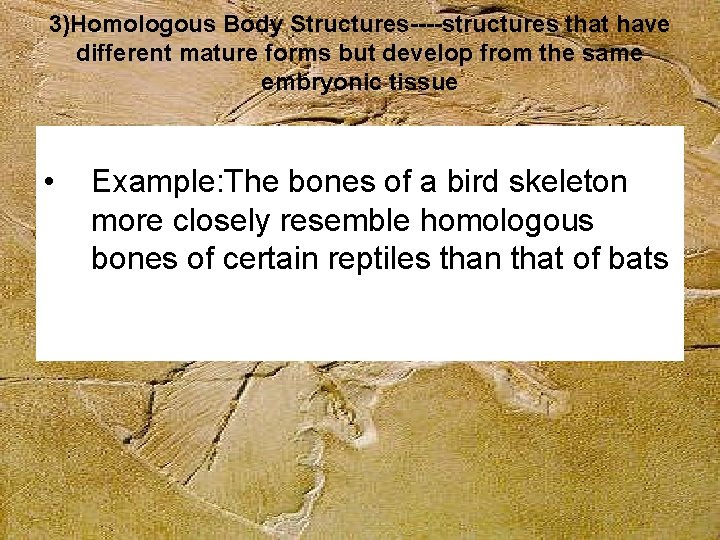 3)Homologous Body Structures----structures that have different mature forms but develop from the same embryonic